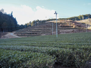 ますぶち園の茶畑