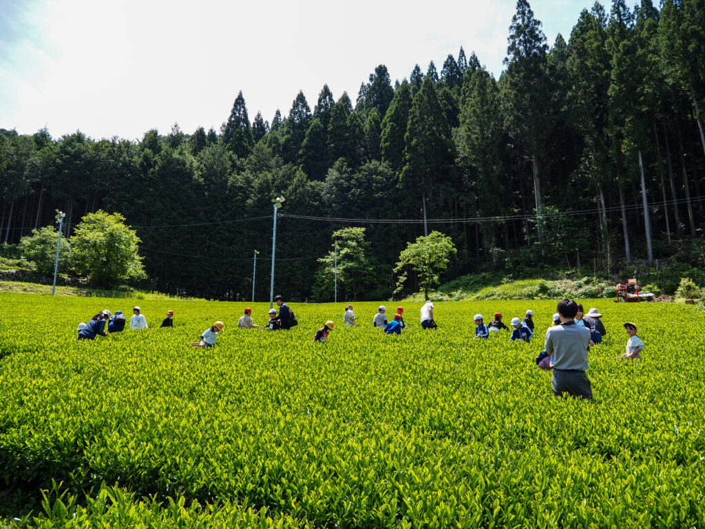 地元の小学生が、お茶摘み体験をする様子