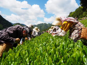 茶葉を手摘みしている様子