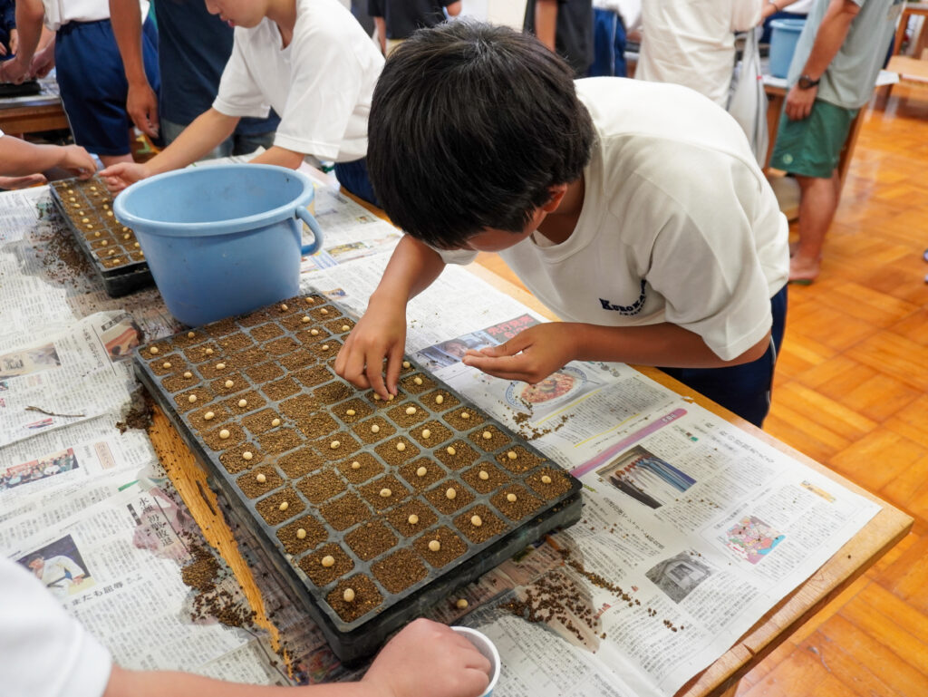 大豆の豆を播種する中学生