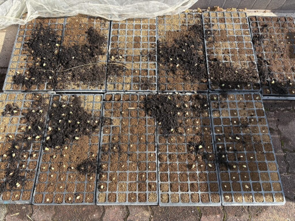 大豆が発芽している様子