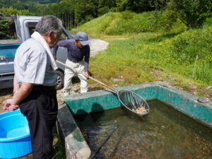 ワタナベさんのために鯉の稚魚を掬う正文さん