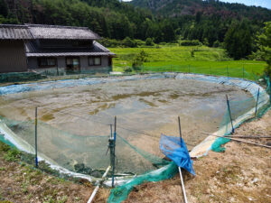水を抜かれた田んぼの池