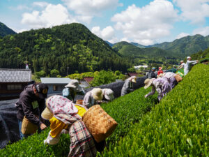 お茶を手摘みしている様子