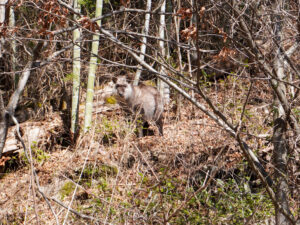 天然記念物のカモシカ