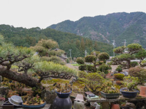 幹夫さんが管理する庭