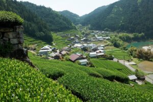 白川町の葛牧（くずまき）という地域の茶畑